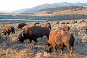 bison herd grazing in yellowstone national park