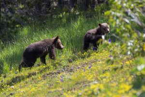 Two grizzly bear cubs climbing a grassy hillside