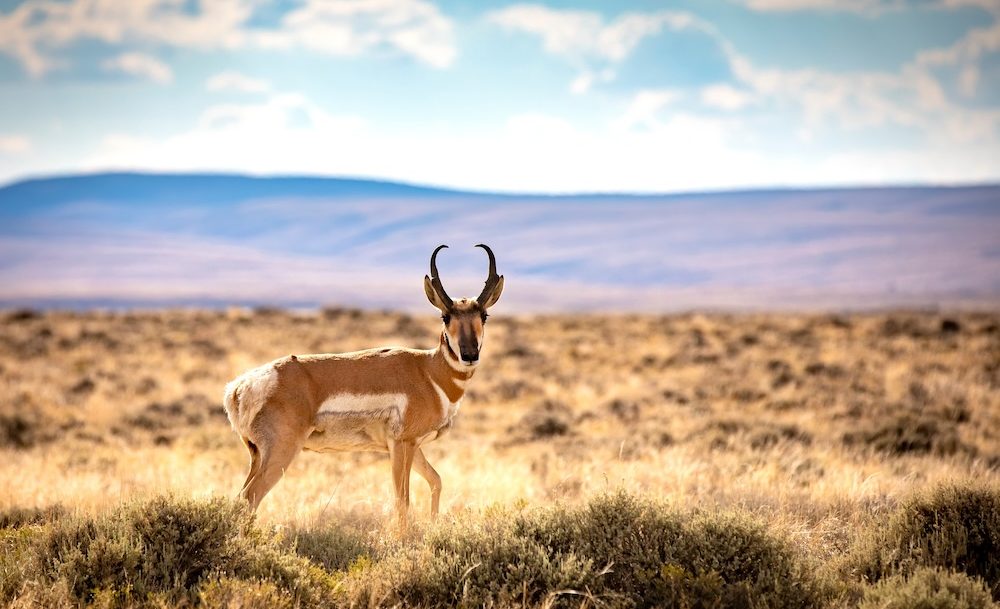 Pronghorn antelope standing in tall grass