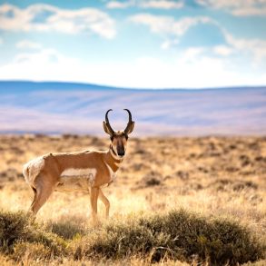 Pronghorn antelope standing in tall grass
