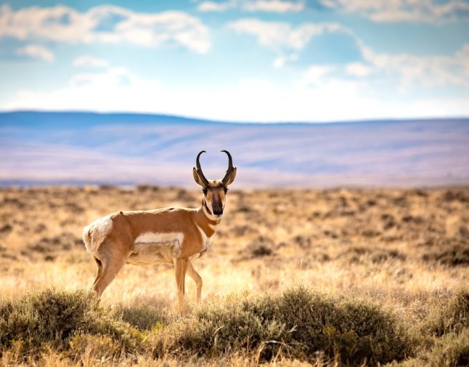 Pronghorn antelope standing in tall grass