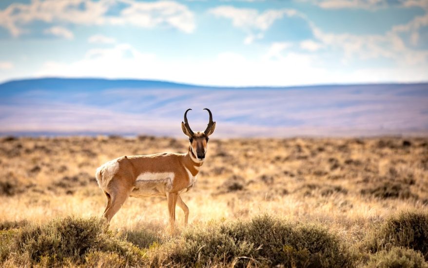 Pronghorn antelope standing in tall grass